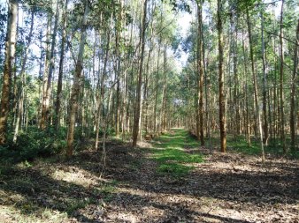 CHÁCARA 3,0 HA - FORTALEZA