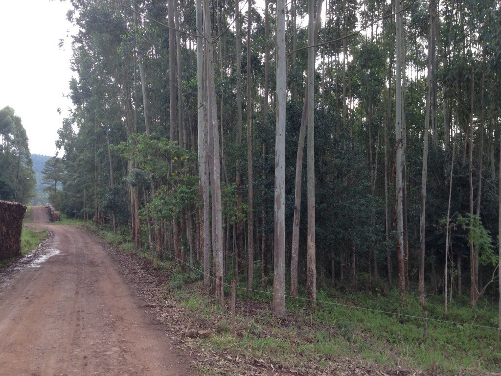 CHÁCARA COM 5,8 HA - LINHA TIGRE