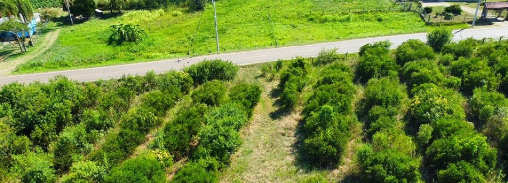 LINDA ÁREA COM 7HA NA RS411 - COSTA DA SERRA